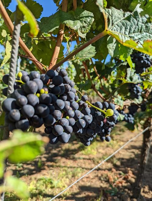 Vin bio : comment le reconnaître, pourquoi le choisir et où en acheter 