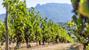 Domaine Carrel & Senger