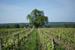 Domaine Charles Joguet