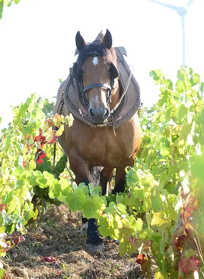 Domaine Saint-Nicolas