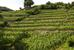 Domaine Alain Voge