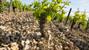 Domaine Fouassier