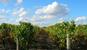 Domaine Lionel Gosseaume