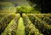 Domaine Nudant 