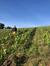 Domaine Florent Héritier