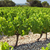 Domaine Cailhol Gautran