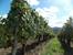 Domaine Jean-Luc Mouillard