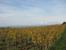 Domaine Peyre Rose