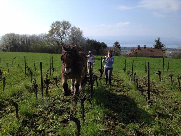 Les Vignes de Paradis
