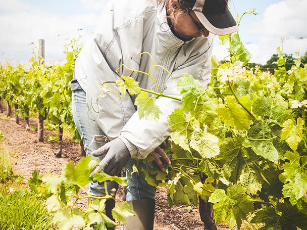 Vignobles Dupuy