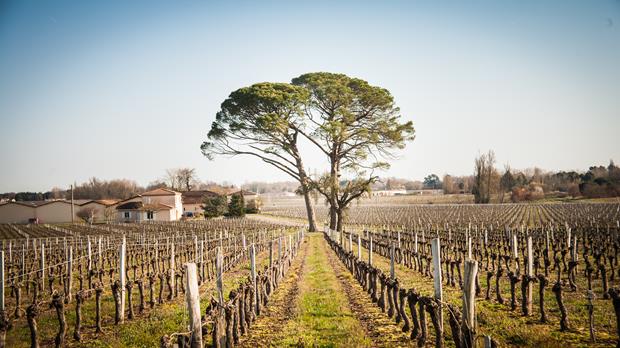 Vignobles Dupuy